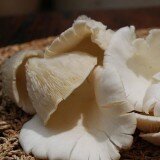 Grow Yourn Own Mushrooms Log - Pearl Oyster