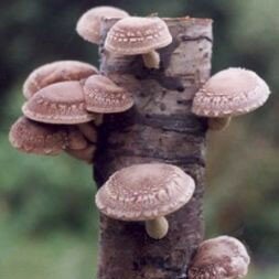 Grow Yourn Own Mushrooms Log Kit - Shitake