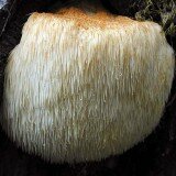 Grow Yourn Own Mushrooms Log Kit - Lions Mane