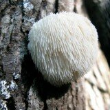 Grow Yourn Own Mushrooms Log - Lions Mane