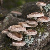 Grow Yourn Own Mushrooms Log - Shitake