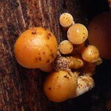 Grow Yourn Own Mushrooms Log - Winter Mushroom